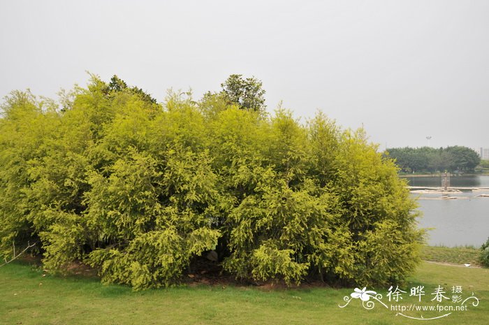 山茶花是什么颜色