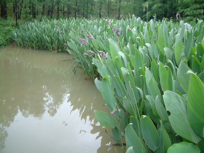 还阳草