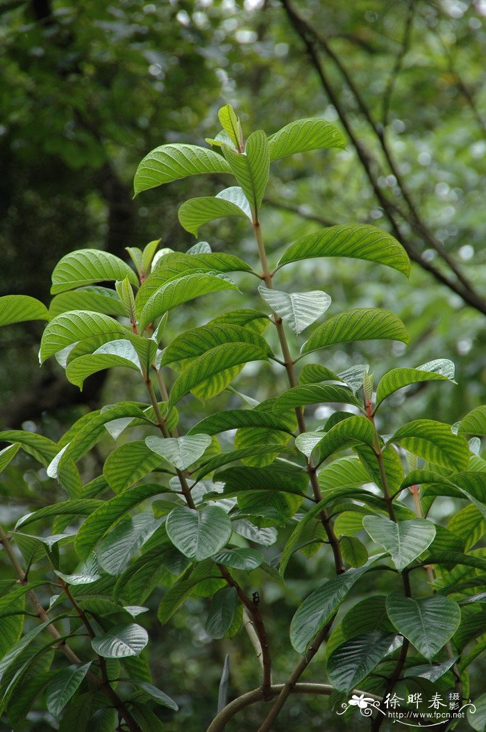 松树是被子植物还是裸子植物