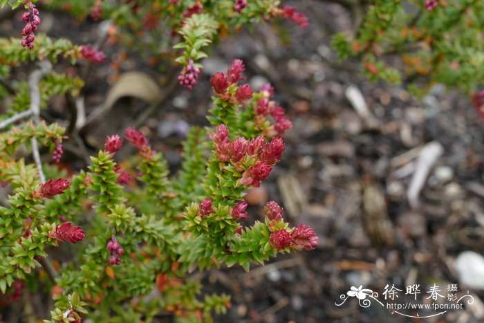 白芨的种植