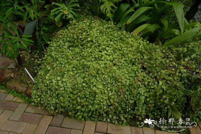 郁金香种球怎么种植方法