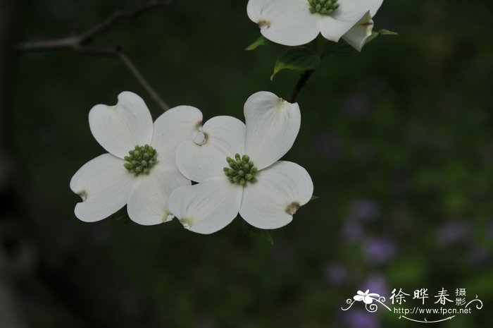 藏红花和红花的区别