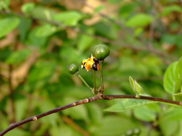 白蜡树苗