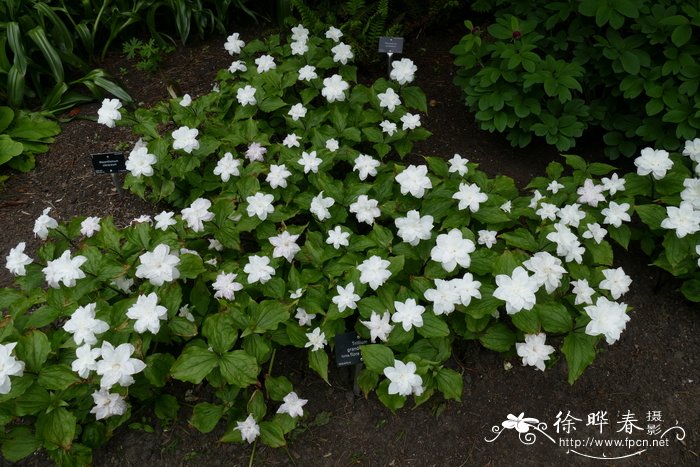 茎芥菜