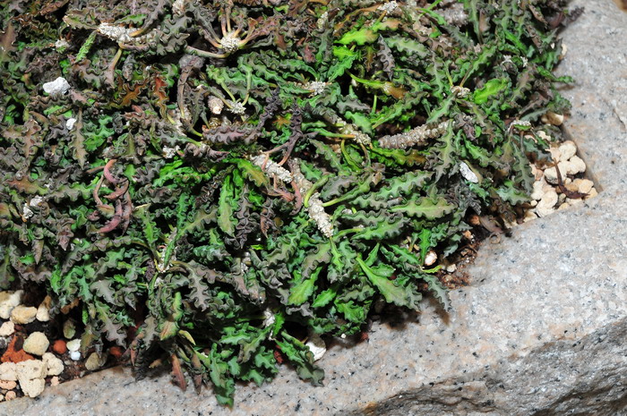 常见水生植物