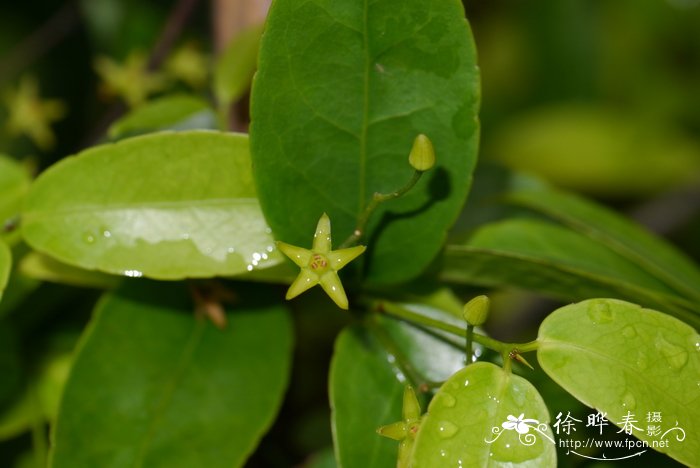 六月雪什么时候开花