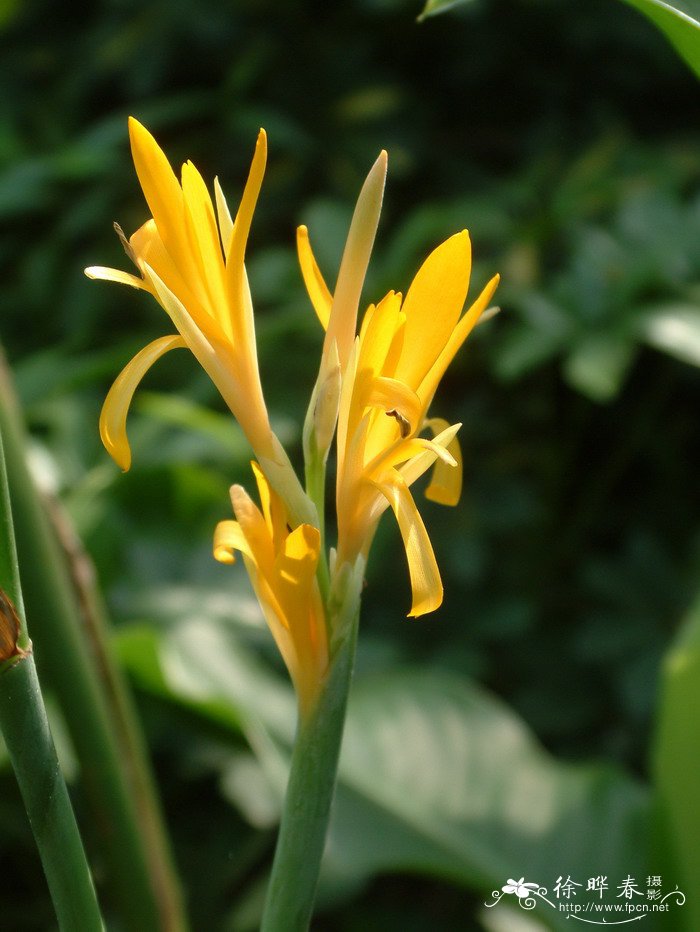 桃花的样子和特点