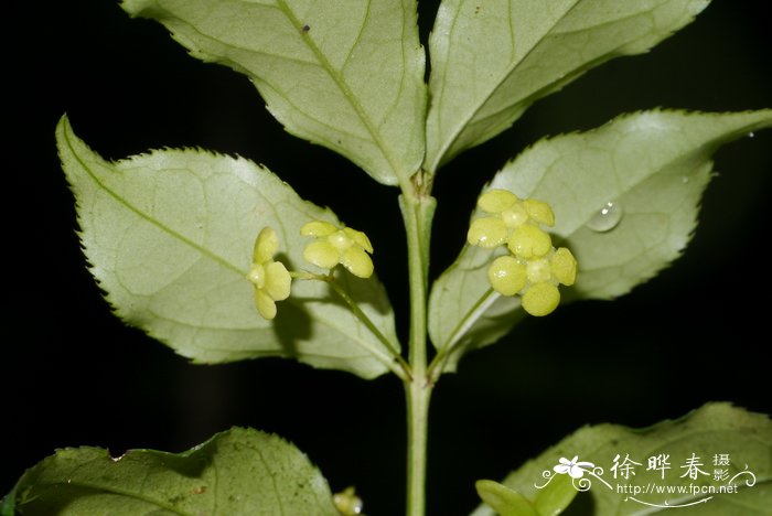 门口种什么树对风水好又招财