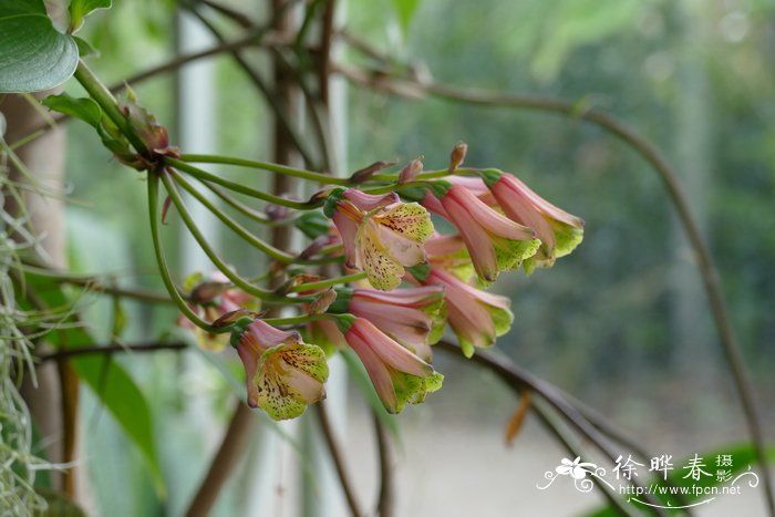 花毛茛一年开几次花