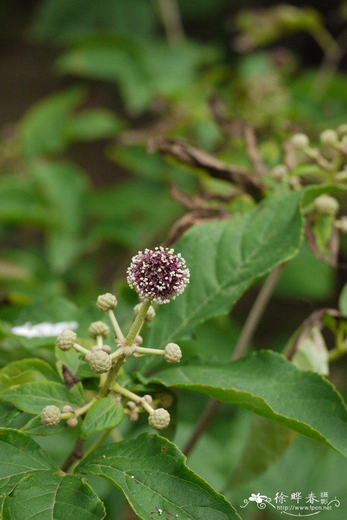 紫色菊花代表什么意思