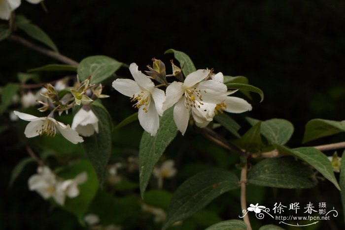 金银花种植技术