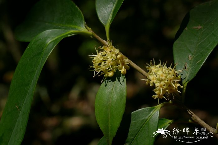 法国香水藤茉莉