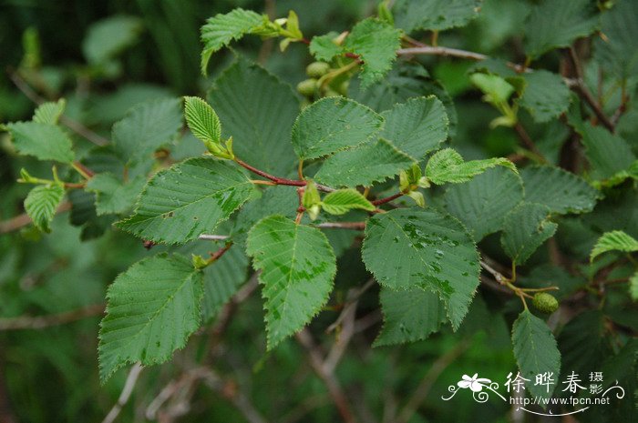 西安 送花