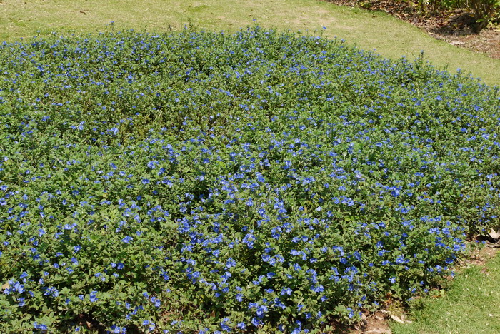 百合花不能乱送