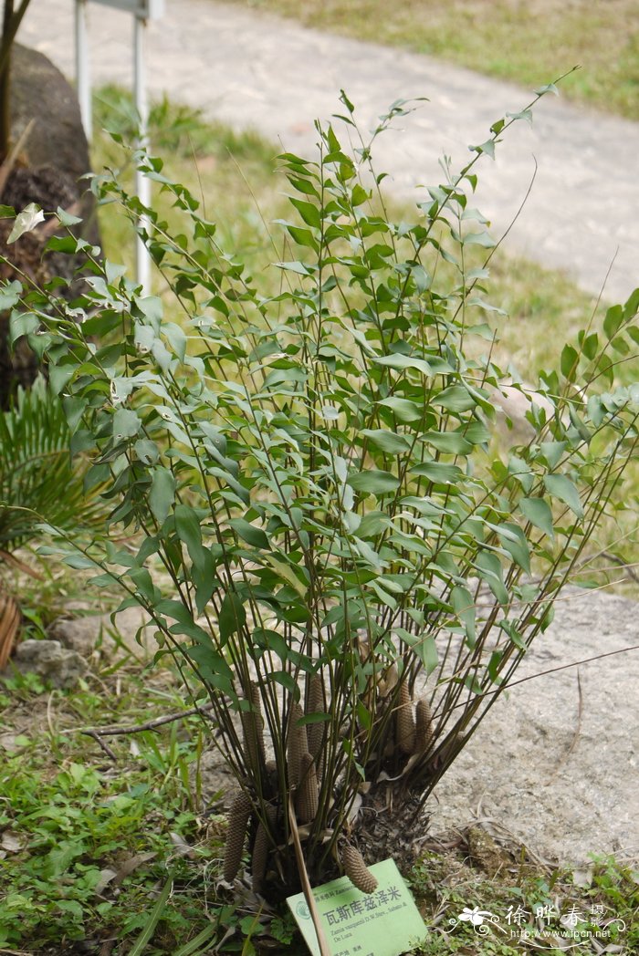 芝麻图片 植物