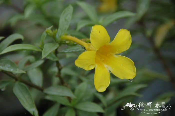 紫背天鹅绒竹芋