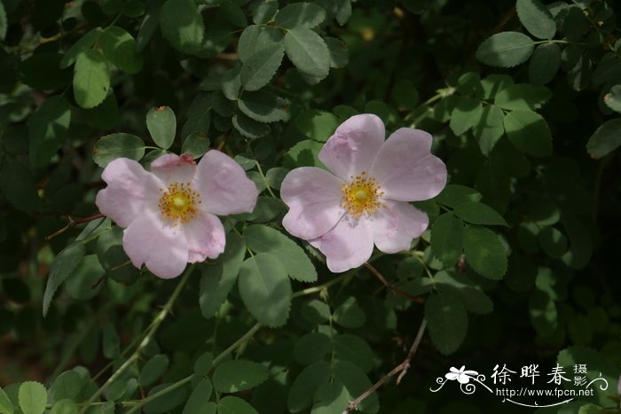 永生花的寓意