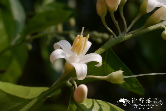 深圳鲜花定购