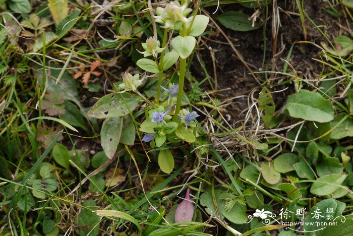 木香花图片