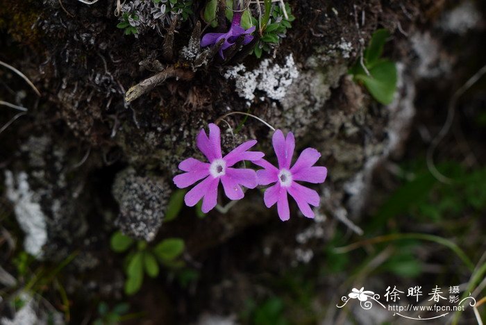 白蘑菇