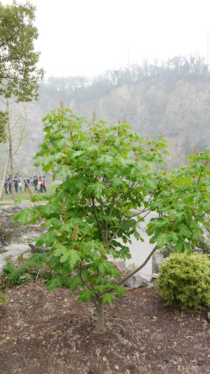 豆瓣绿开花图片