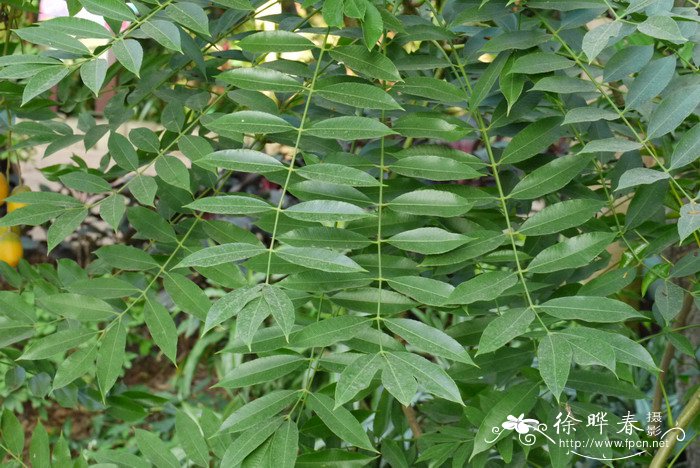 温室大棚蔬菜种植技术