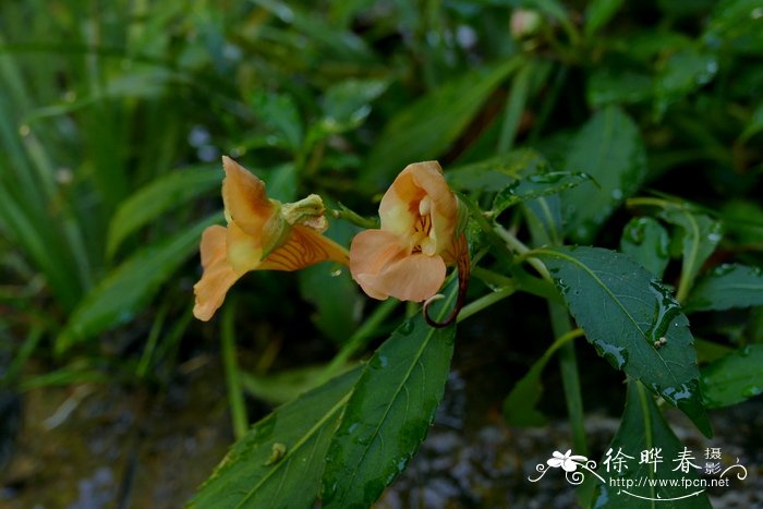 李子树的花