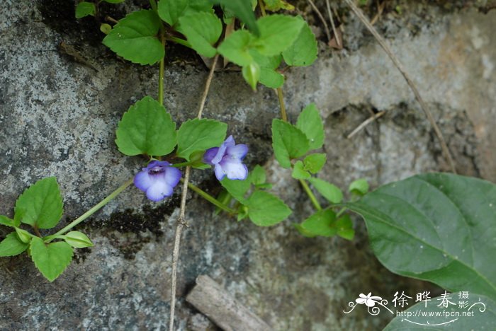 花叶香桃木