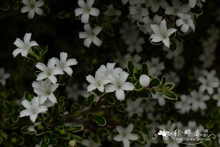 桃花花瓣