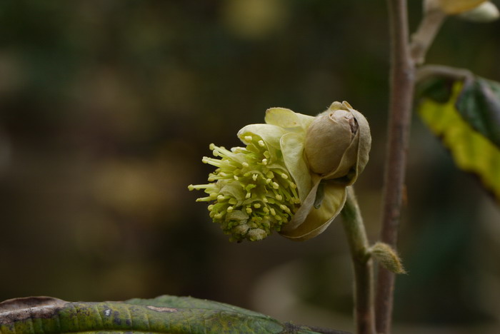 兰花花期