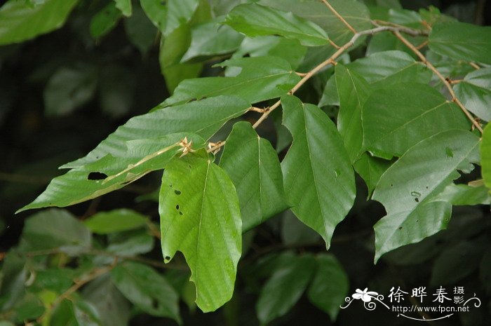 蓝色水菊