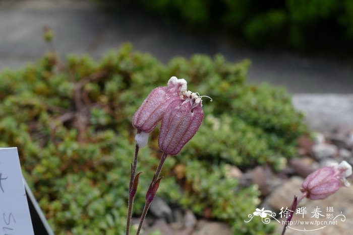 友谊的花