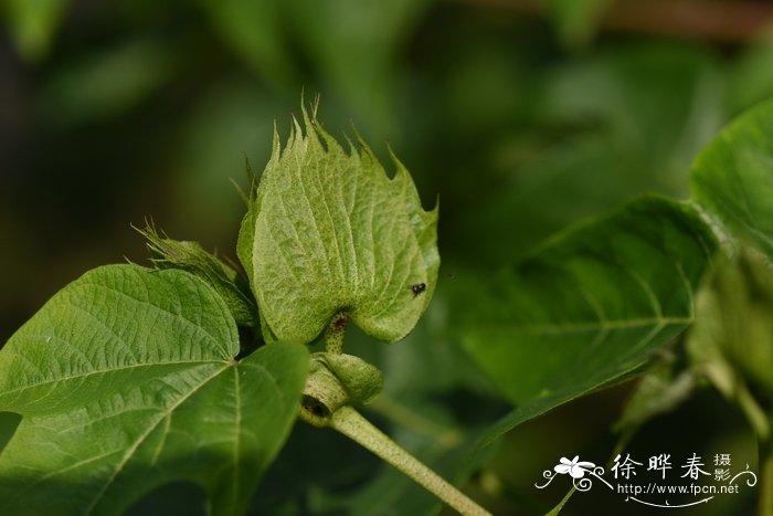 油茶苗