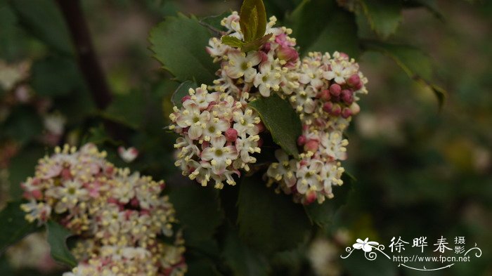 长寿花的特点