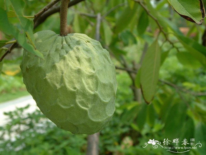 鹿角海棠开花图片