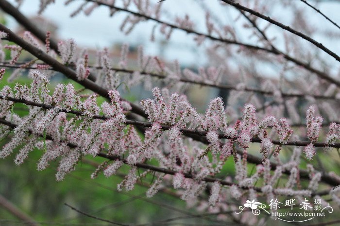 昙花开花时间大约有多久