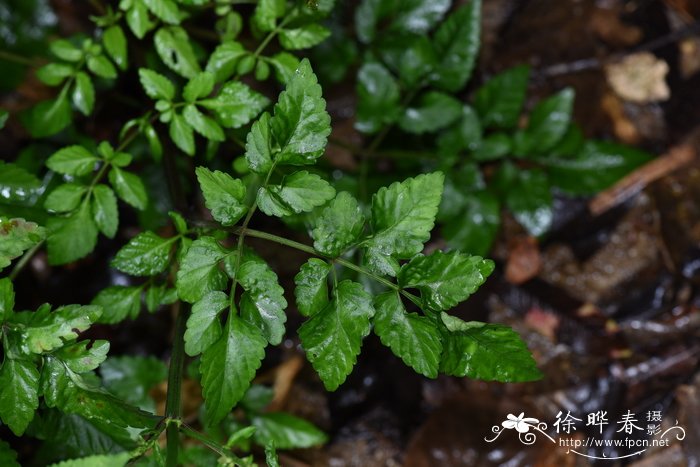 木棉花图片花语