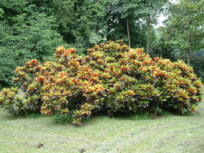 茉莉花树