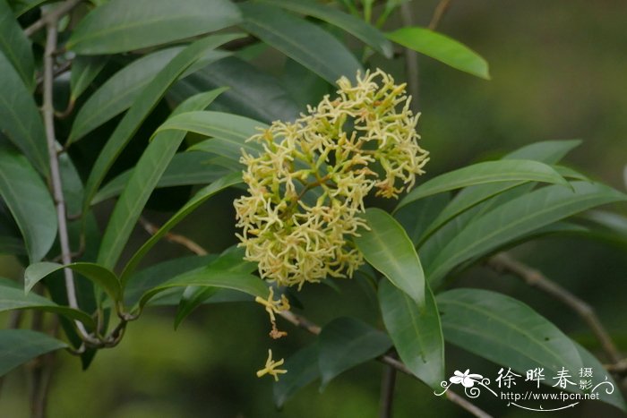 桃花的样子和特点