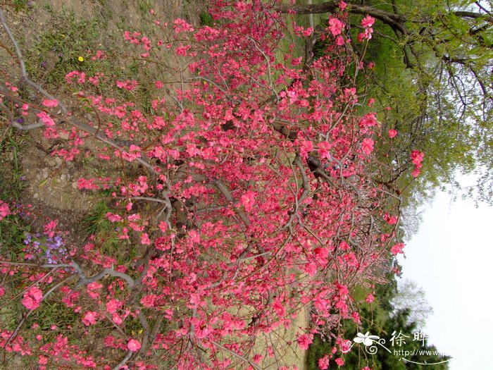 冬天的花