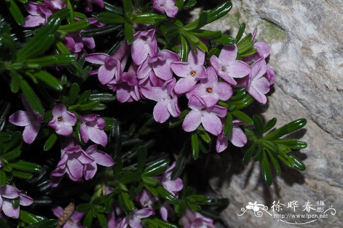 惠州市花