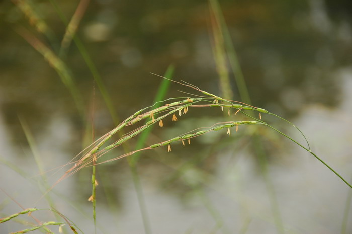 镇宅又聚财的花