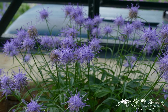 各种花的开花时间