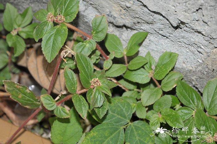 木樨花和桂花的区别