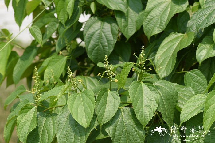 茉莉花冬天怎么养才能安全过冬 