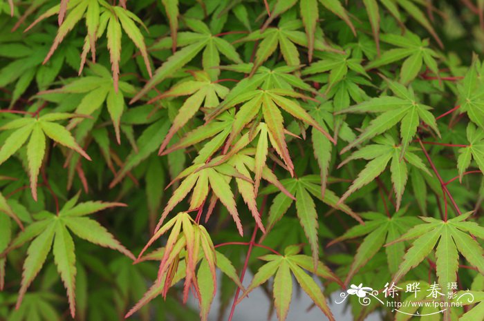 向日葵种植