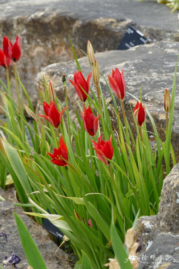 金雀花