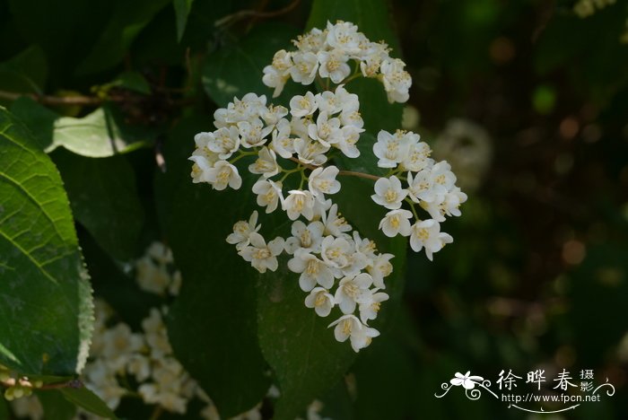 白色风信子花语