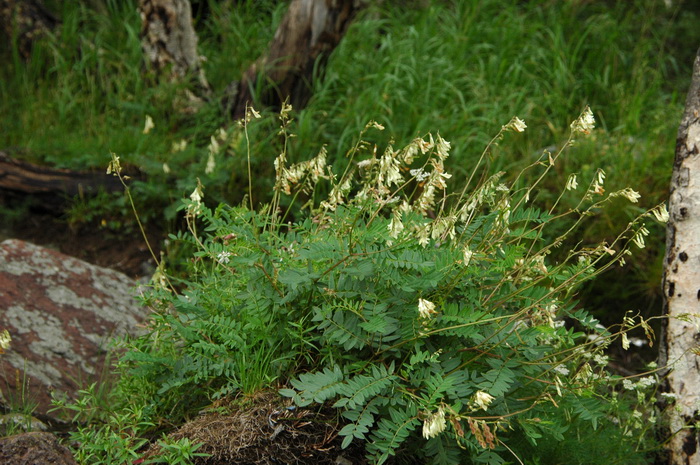 翠芦莉