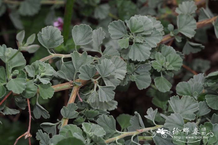 什么花的花语是厌世